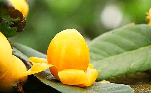 枇杷樹(shù)作文