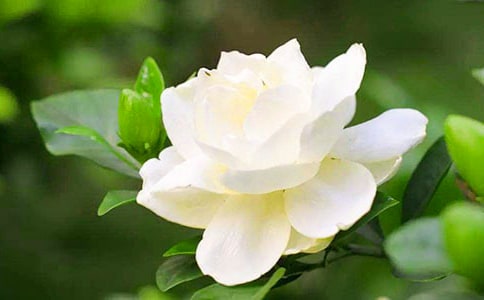 梔子花開(kāi)作文