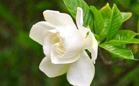 梔子花的優(yōu)美句子