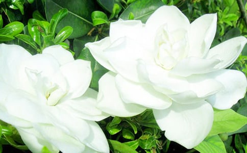 梔子花的味道優(yōu)秀作文(精選5篇)