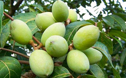 我也銜過一枚青橄欖作文(優(yōu)選)