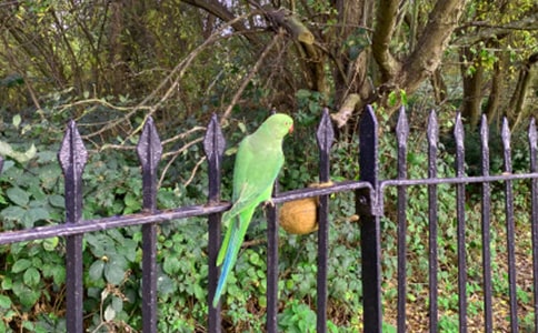【推薦】鸚鵡優(yōu)秀作文