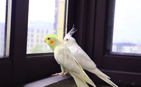 �ɐ۵�С�W�^���ġ����T��