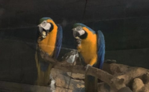 可愛的鸚鵡作文