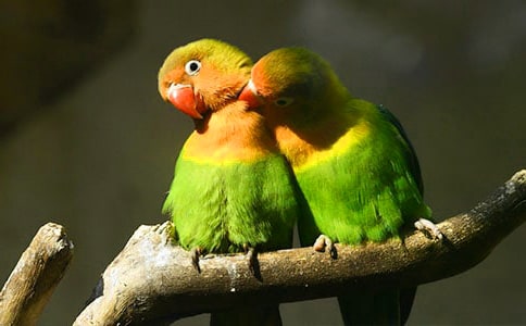 寫和鸚鵡做朋友的作文