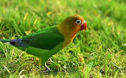 小學(xué)作文:鸚鵡