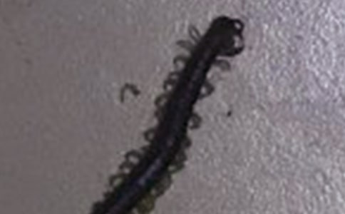 �w���Α�̰�����򼸂��