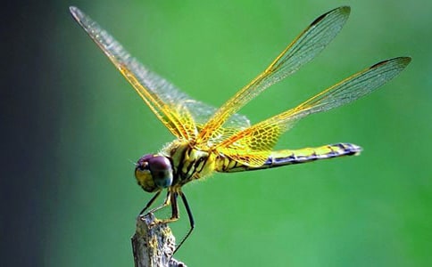 中班美術(shù)《蜻蜓》教案