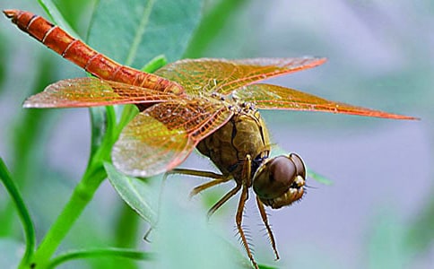 蜻蜓為何越來越少