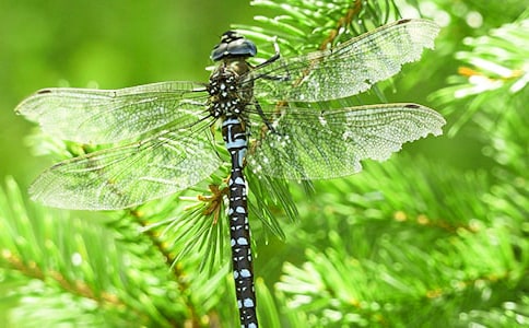 中班美術(shù)《蜻蜓》教案