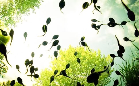 《小蝌蚪找媽媽》教學(xué)設(shè)計(jì)及反思