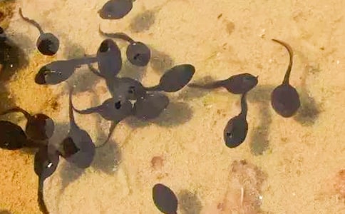 體育活動小蝌蚪找媽媽教案