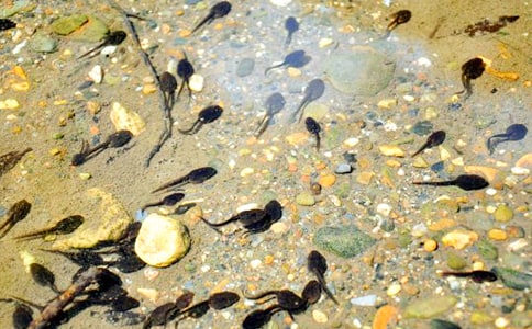 小班美術(shù)小蝌蚪教案及反思