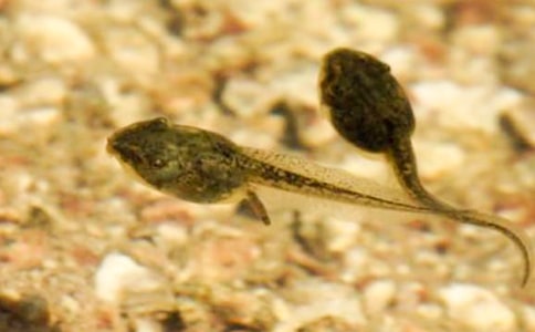 (合集)小蝌蚪作文15篇