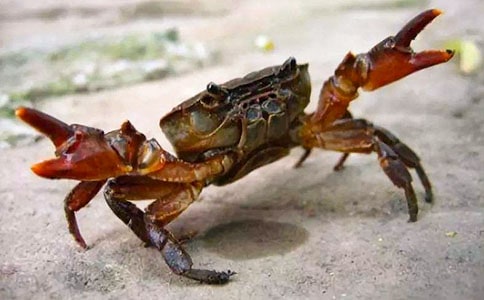 釣螃蟹作文通用15篇