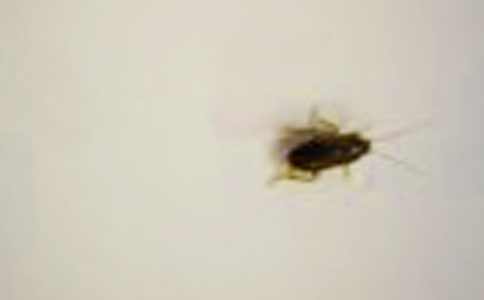 大戰(zhàn)蟑螂作文