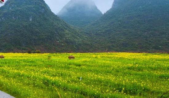 小學(xué)生春游作文